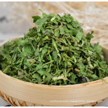 High quality dehydrated coriander 10*10mm